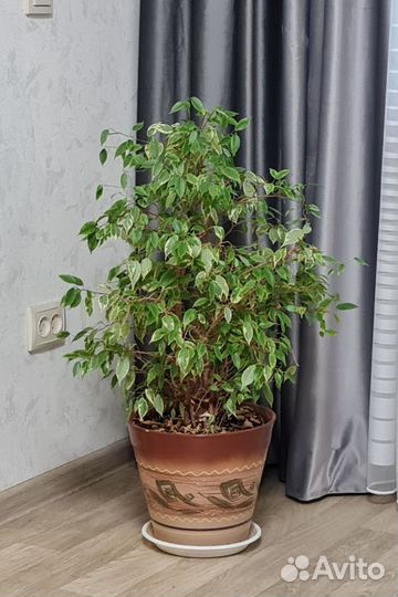 Фикус Бенджамина