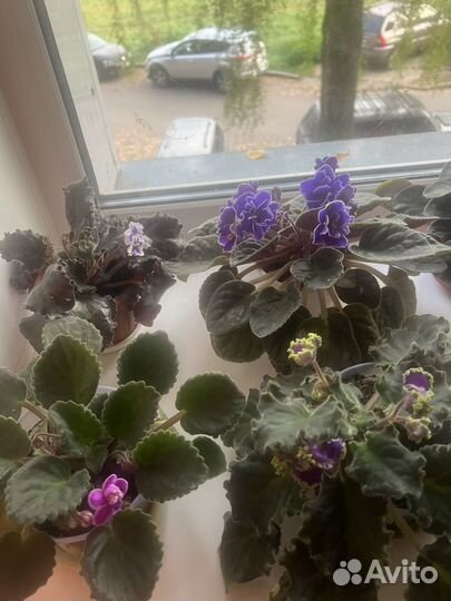 Комнатные цветы