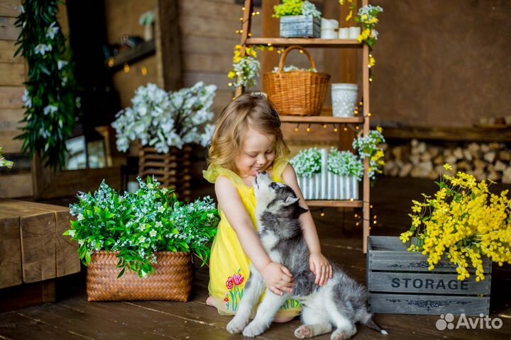 Фотосессия с Хаски