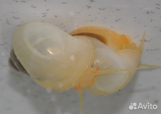 Ампулярии Жемчужные (белые)