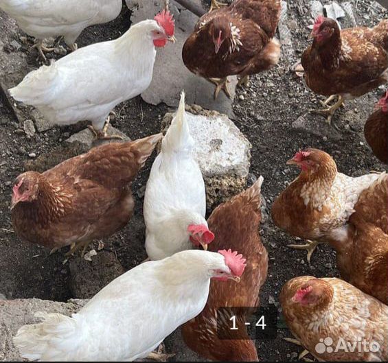 Куры несушки хайсекс