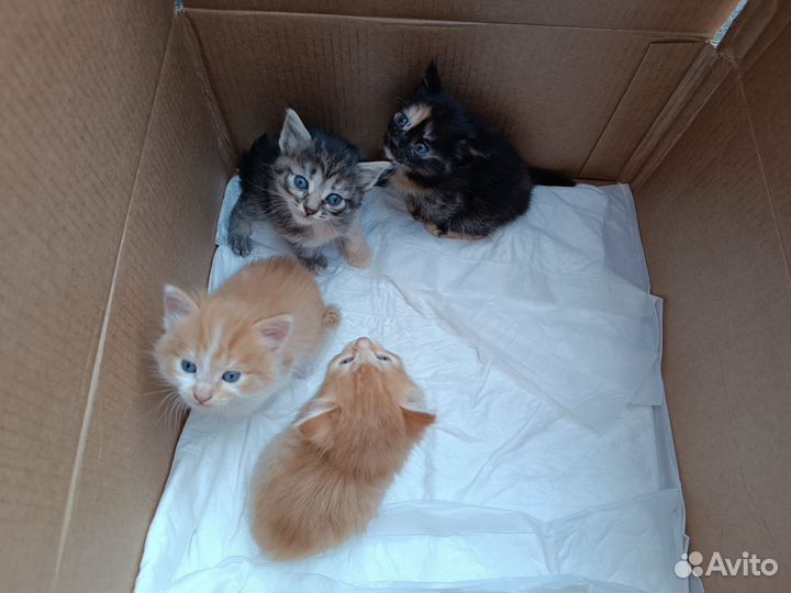 Котята в добрые руки