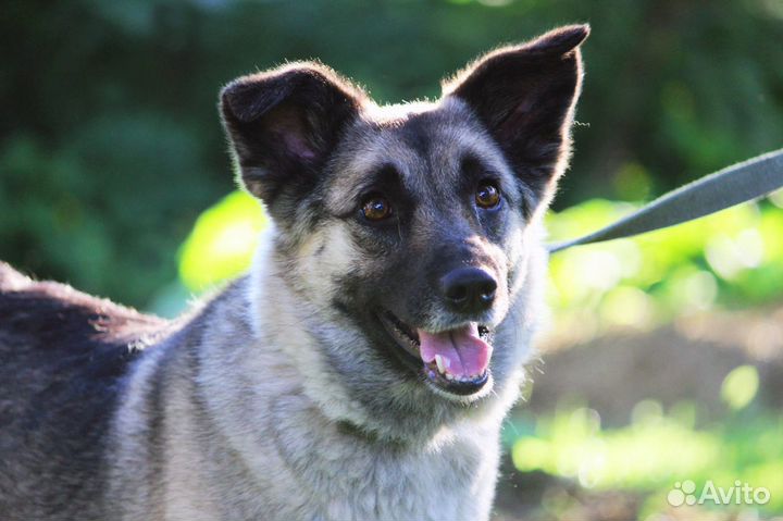 Восточноевропейская овчарка
