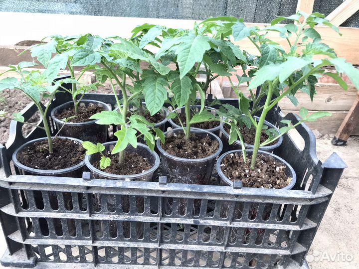 Рассада помидор