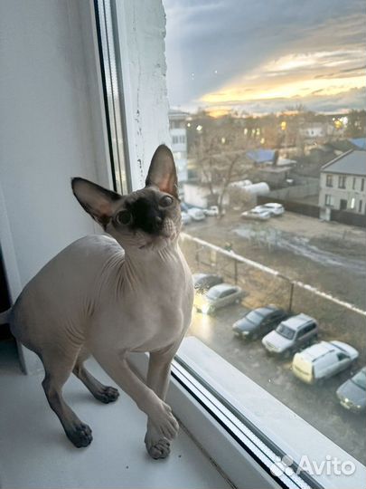 Канадский сфинкс вязка