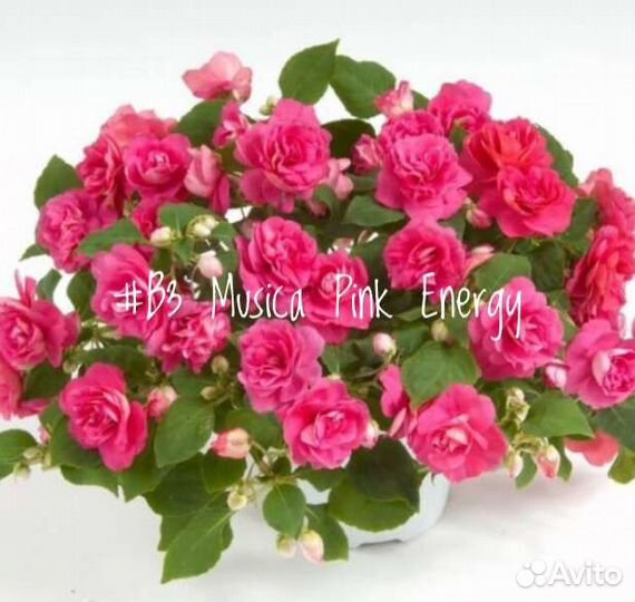 Бальзамин Уоллера Musica Pink Energy