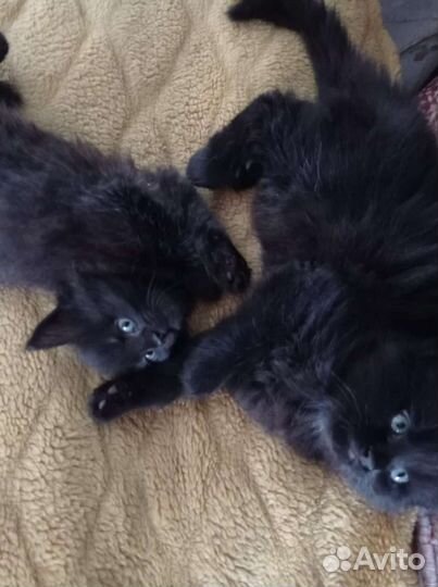 Котята ищут новый дом