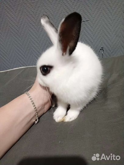 Декоративные кролики