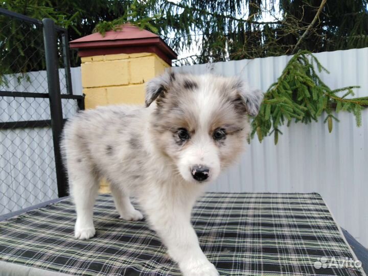 Щенок Бордер-колли