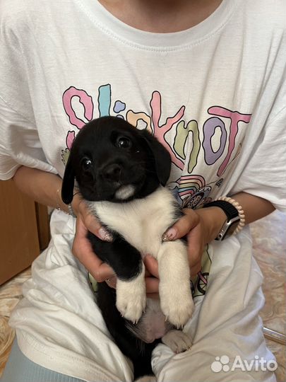 Щенки в добрые руки