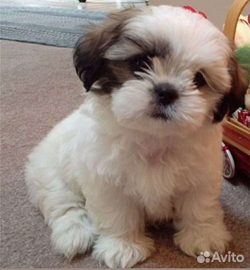 Ши-тцу мальчик Снежок