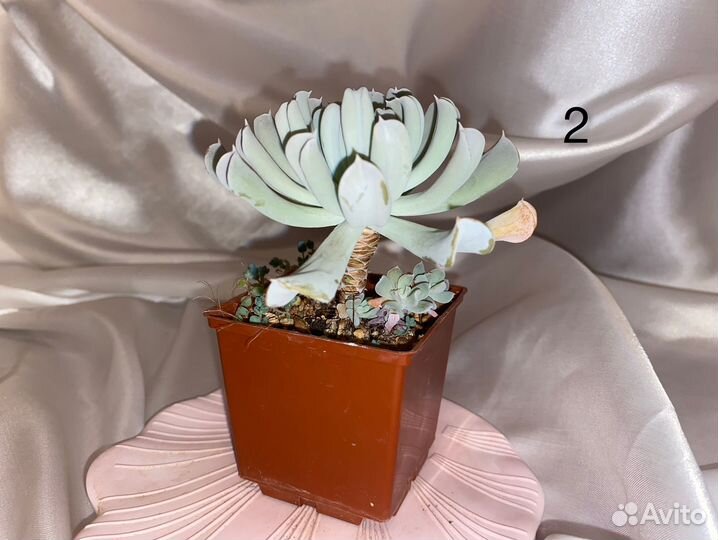 Эчеверия Топси Турви