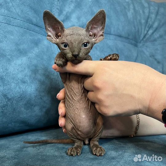 Канадский сфинкс