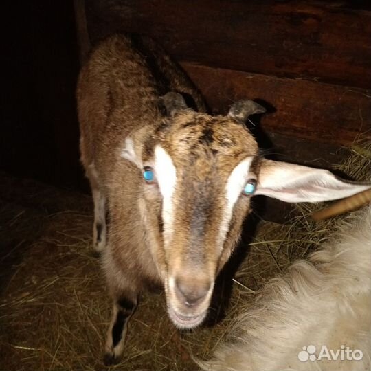 Англо нубийские козлята