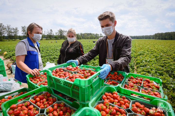 Вахта упаковщик комплектовщик краснодарский край