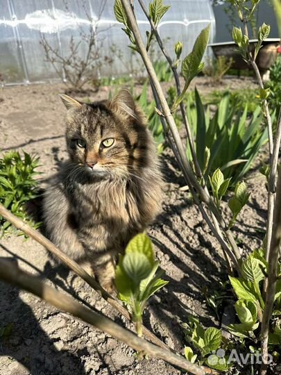 Котик в добрые руки