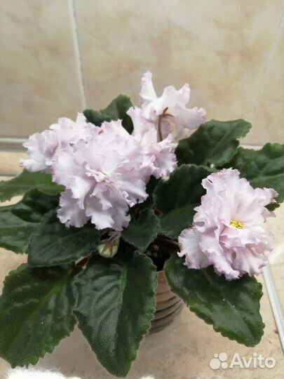 Сортовые фиалки