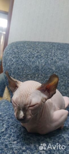 Продам канадский сфинкс эльф