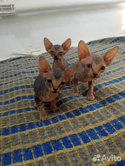 Канадский сфинкс