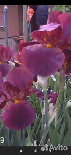 Сортовые ирис набор 3-5 шт