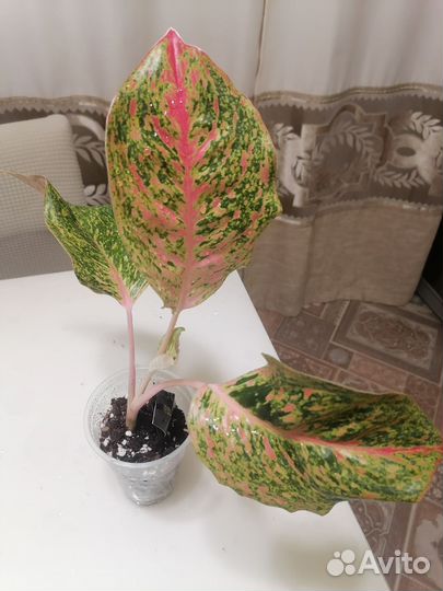 Аглаонемы,разные