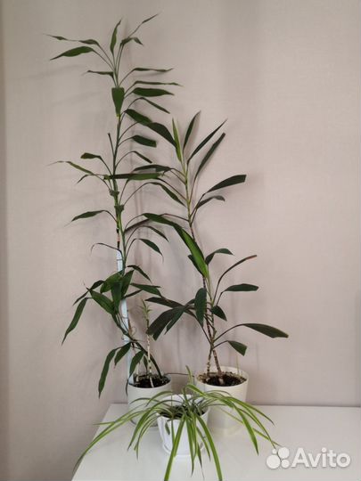 Цветок кордилина