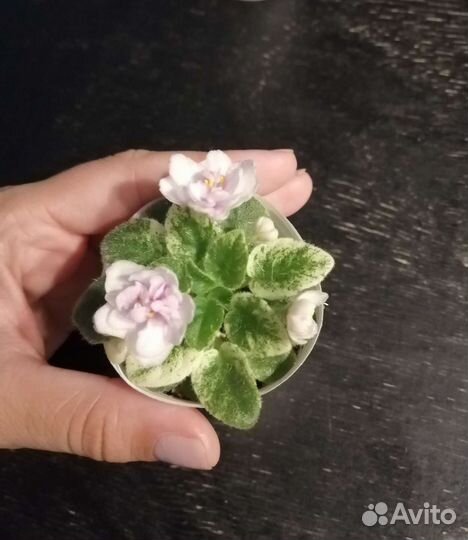 Сортовые фиалки мини