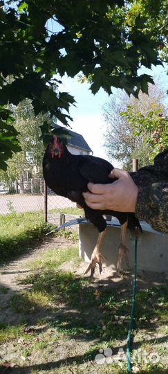 Молодые петухи