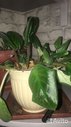 Комнатные растения цветы