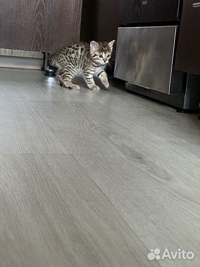 Бенгальская