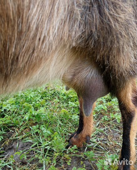 Коза дойная