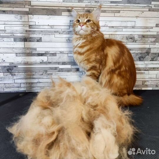 Стрижка собак и кошек