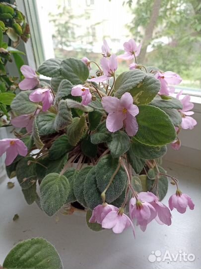 Фиалка в горшке