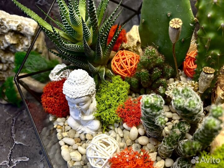 Флорариум суккуленты