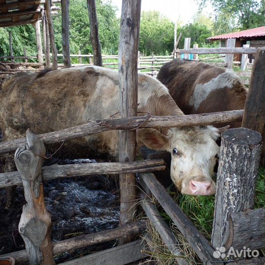 Продажа крс
