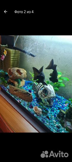 Аквариумные рыбки телескопы золотые рыбки