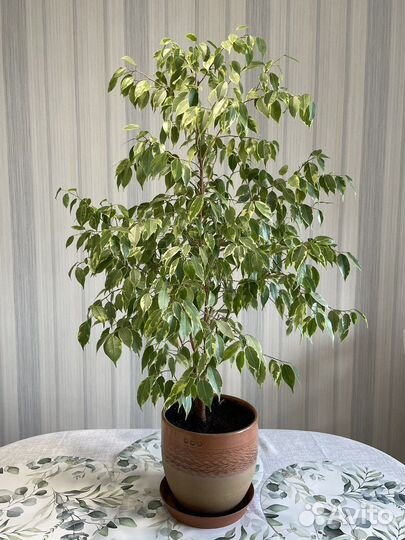 Фикус Бенджамина