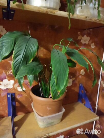 Комнатные цветы