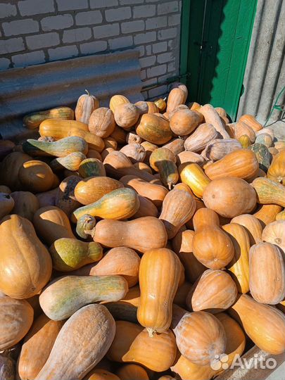 Тыква оптом