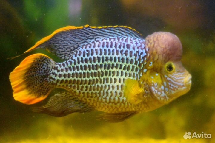 Акара бирюзовая