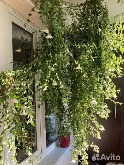 Хойя вьющаяся 1,5м