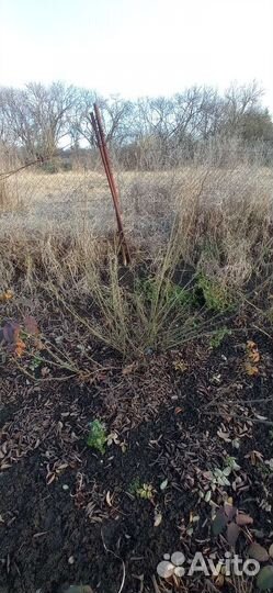 Чайная роза. Сухоцвет. Саженцы