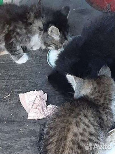 Котята в добрые руки