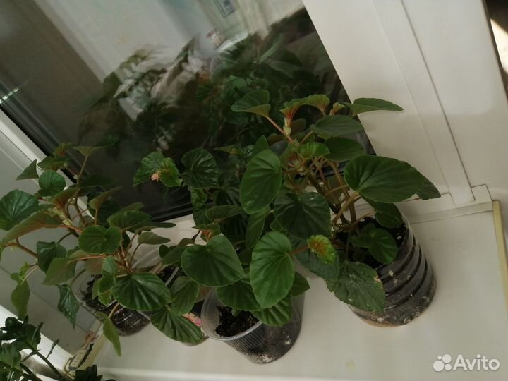 Комнатные растения