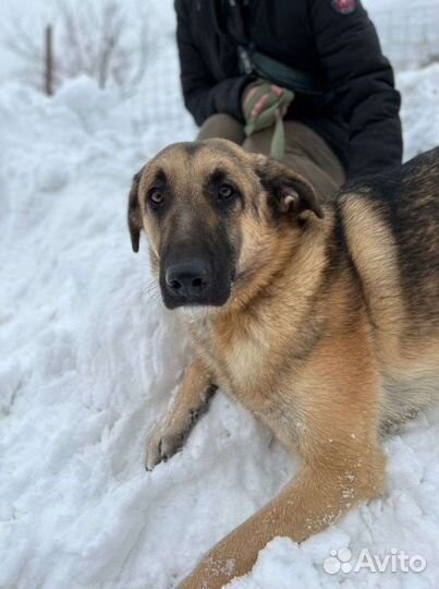 Очень спокойный Айс ждёт семью