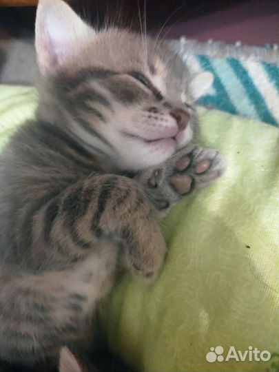 Кошка в дар