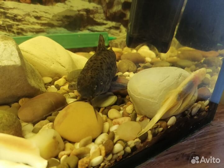 Аквариум с рыбками