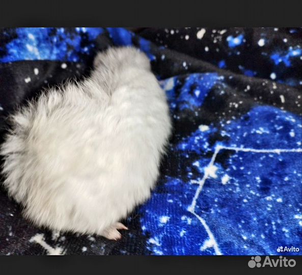 Амер Тедди агути, с вкраплением рыжего