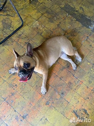 Французский бульдог