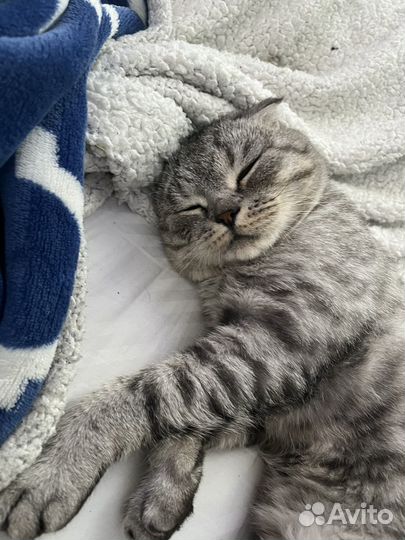 Шотладский вислоухий кот